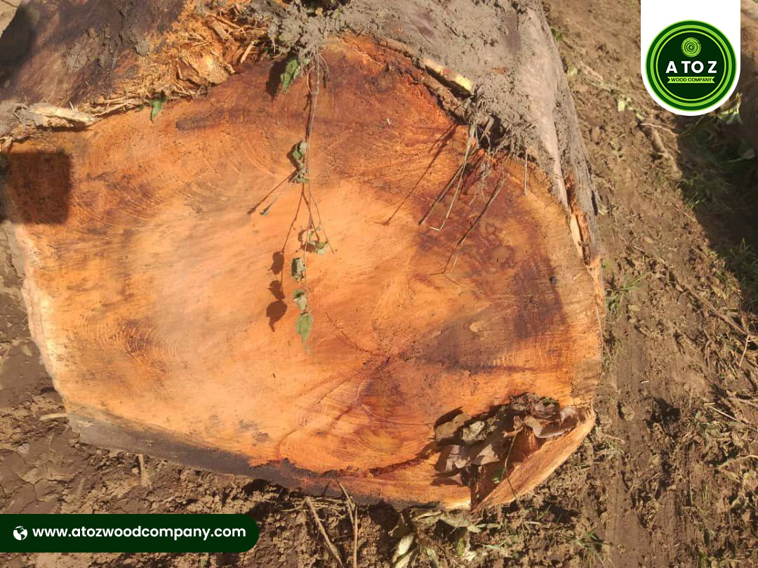 Buy Okoume Wood Logs – Best Price & Export 2025 - Image 2