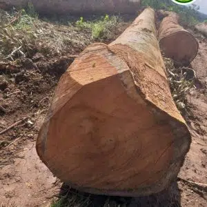 okoume wood logs
