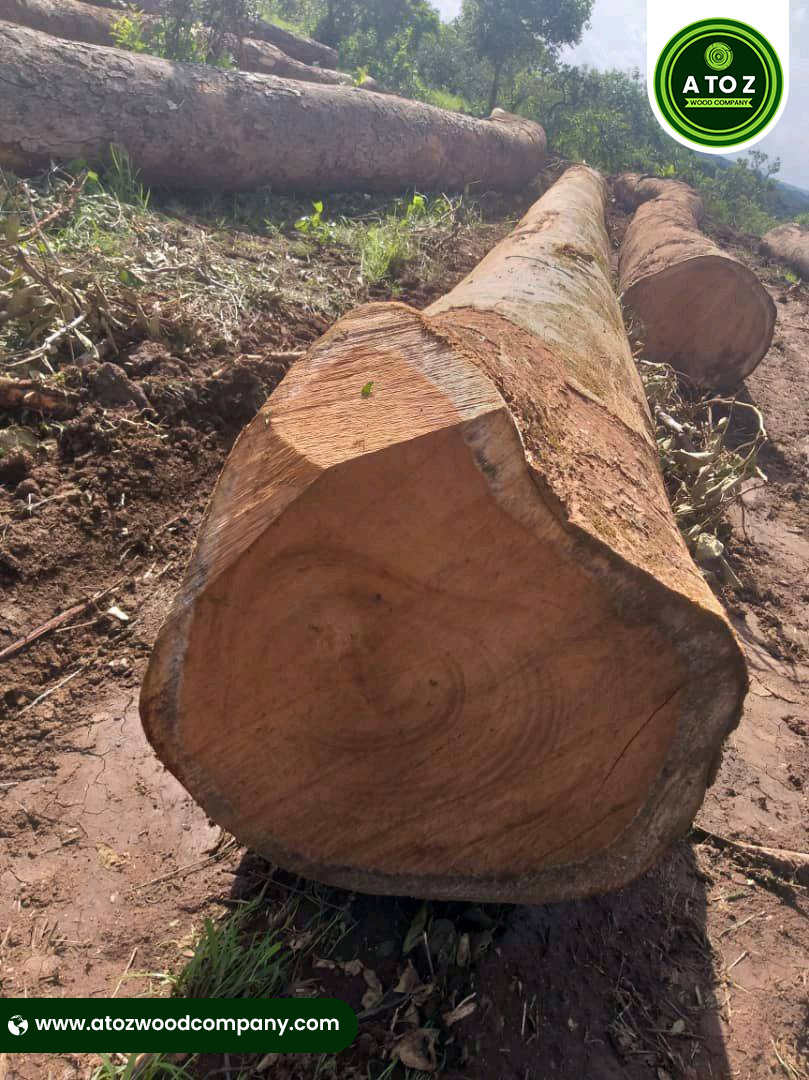 okoume wood logs