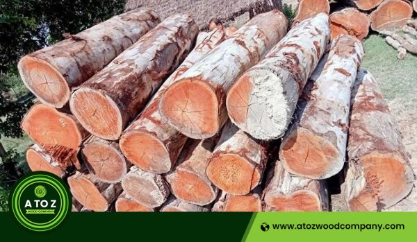 eucalyptus logs