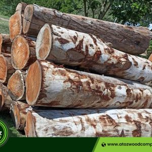 eucalyptus wood logs