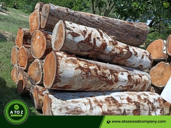eucalyptus wood logs