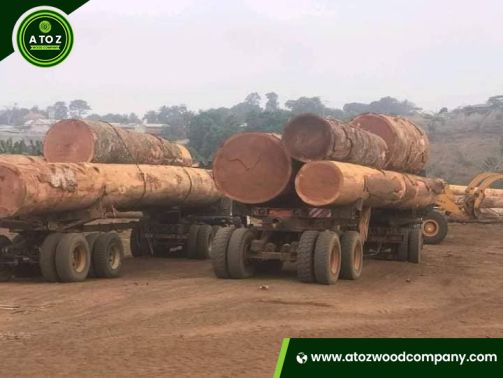 sapele wood logs for sale