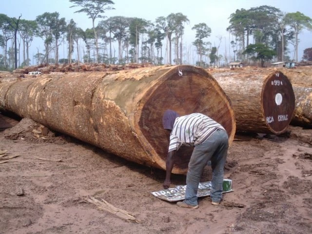 Bilinga Wood Slabs