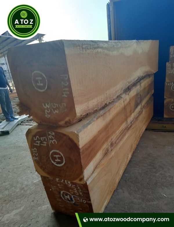 Pachyloba logs supplier