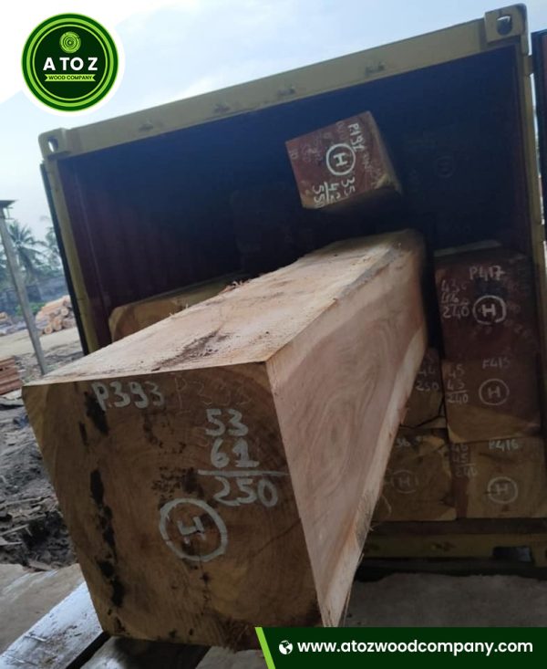 pachyloba wood log