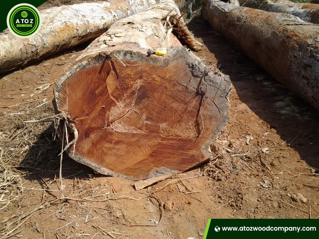 different colors of pachyloba wood