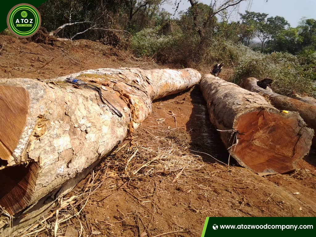 different colors of pachyloba wood