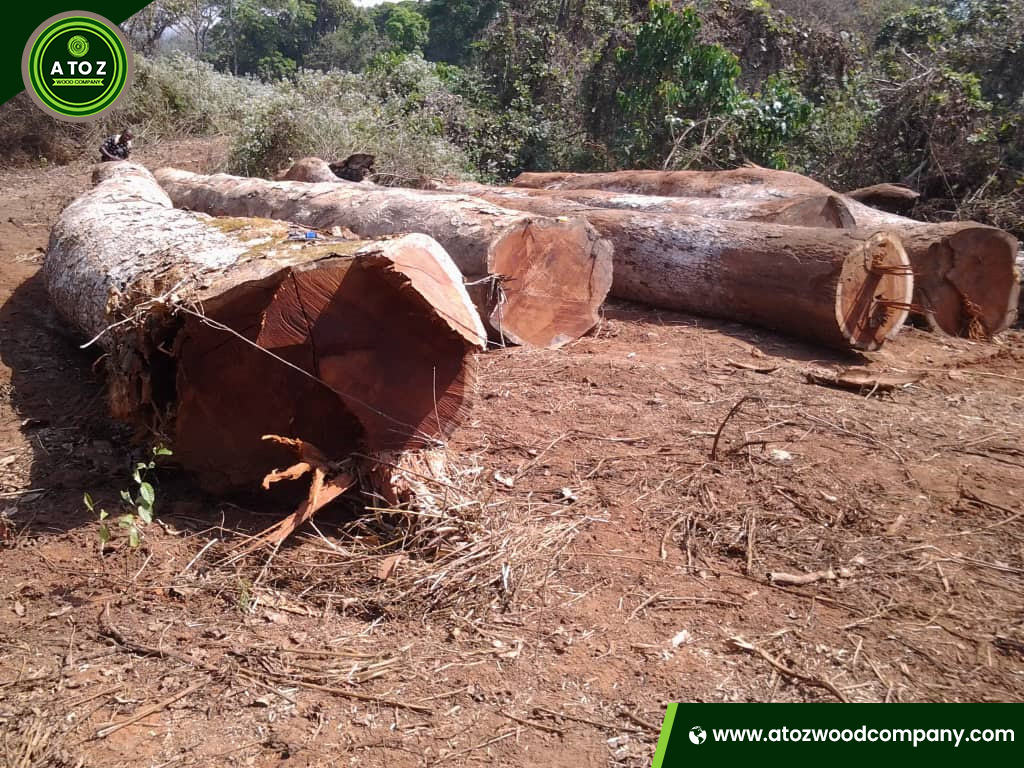different colors of pachyloba wood