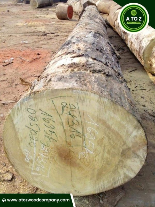 Top-Grade Iroko Logs for Sale – Trusted Supplier Worldwide - Image 2