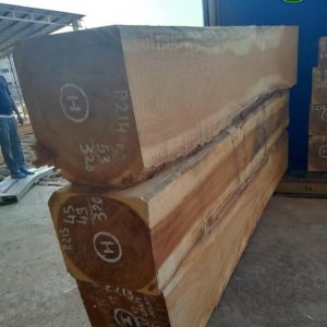 pachyloba timber