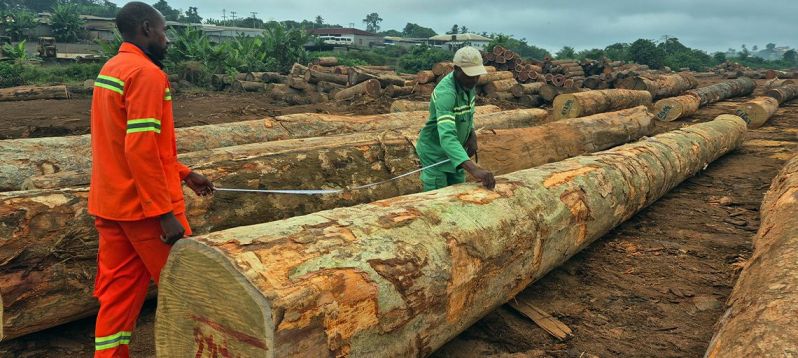 timber harvesting services
