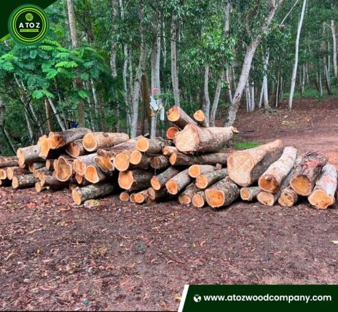 Afromosia or african teak logs