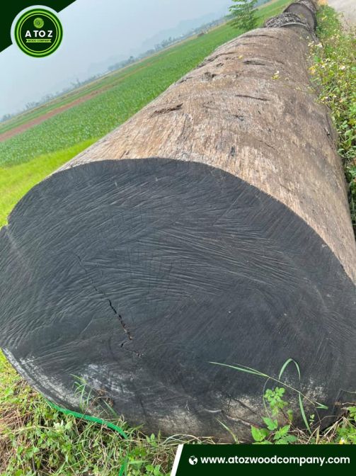 Dabema for Sale – Durable, High-Density Hardwood - Image 2