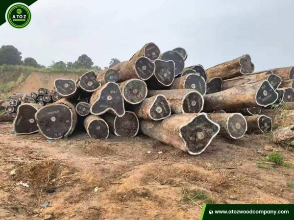 Wenge Wood for Sale – Best Price & Export Available - Image 2