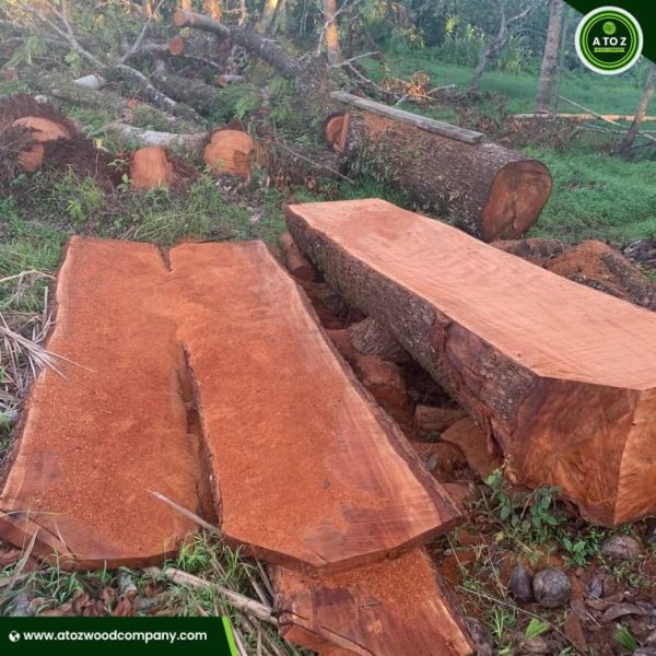 Top-Grade Mahogany Timber For Sale – Buy Online Today - Image 4