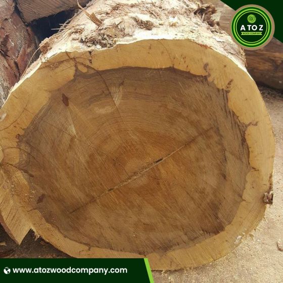 ayous log supplier