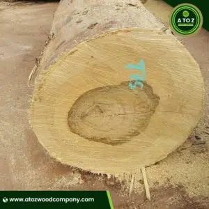 bilinga wood logs
