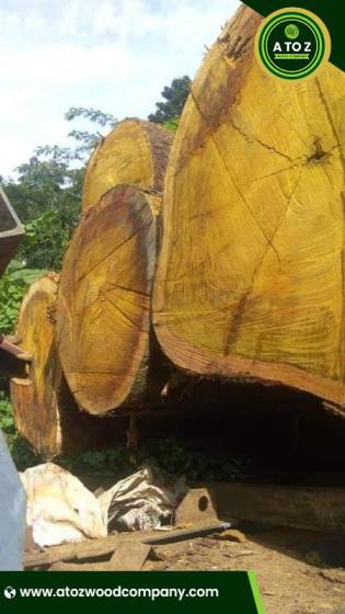 Bilinga Wood for Sale – Bulk Supply, Global Shipping - Image 2