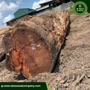 mahogany wood logs supplier