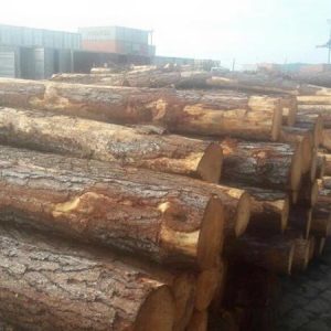 white pine logs